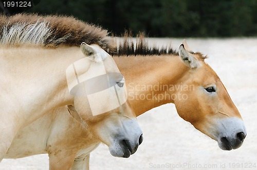 Image of Przewalski Horse