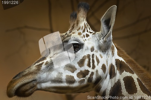 Image of Giraffe