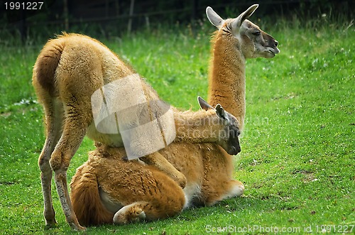 Image of Lama