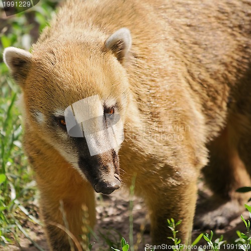 Image of Coatimundi