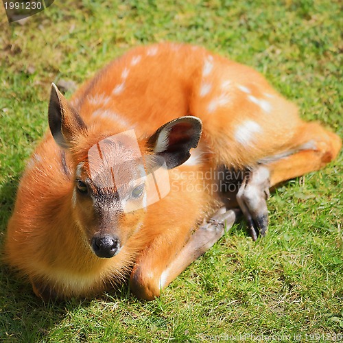 Image of Young Deer