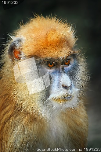 Image of Patas Monkey