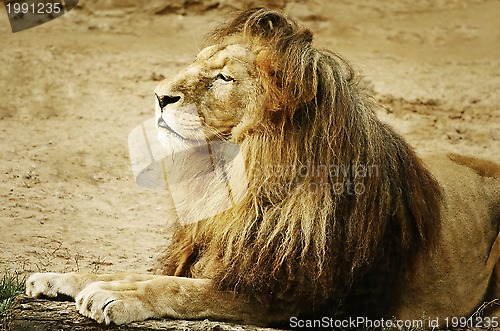 Image of Lion