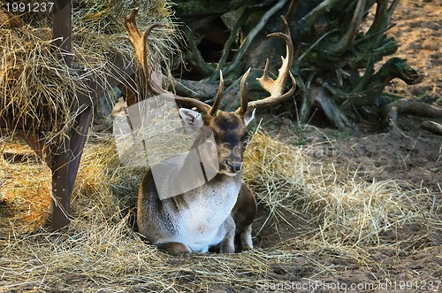 Image of Deer