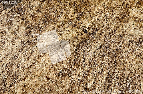 Image of Camel's Hair