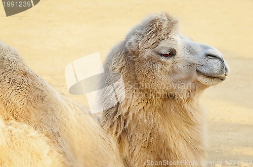 Image of Camel