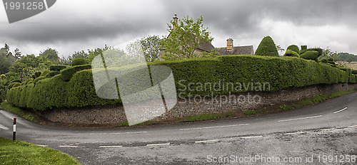 Image of Old beautiful cut hedge