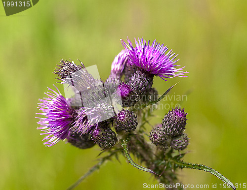 Image of Marsh thistle