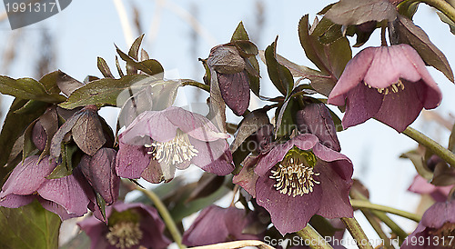 Image of hellebores