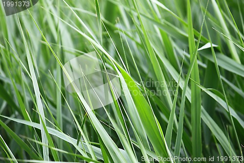 Image of Green grass closeup