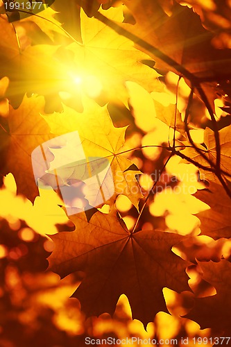 Image of Branch of autumn maple foliage with sunlight