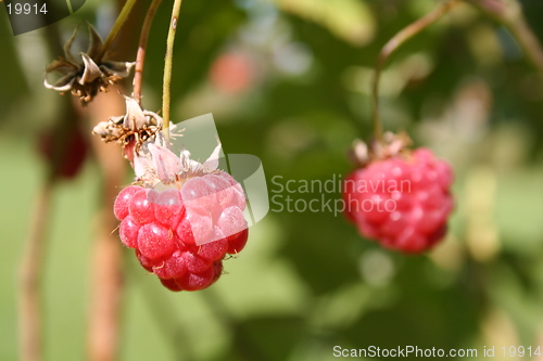 Image of Rasberry