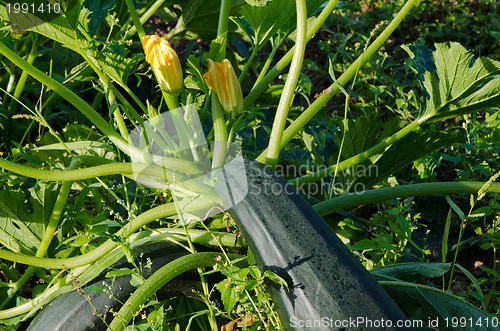Image of Zucchini blooms and big ripe fruits 