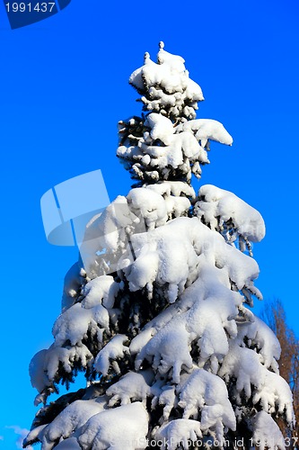 Image of Winter snowy fir