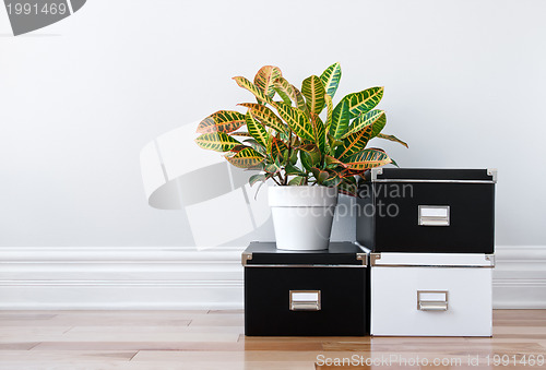 Image of Storage boxes and green plant in a room