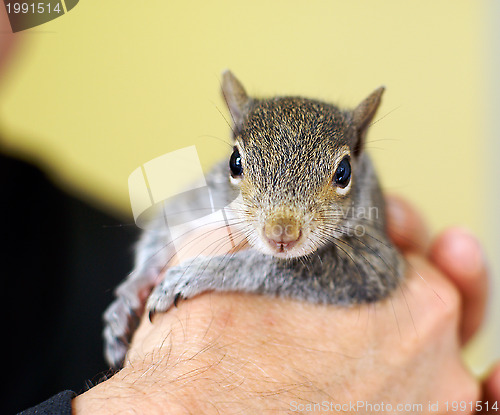 Image of Baby squirrel