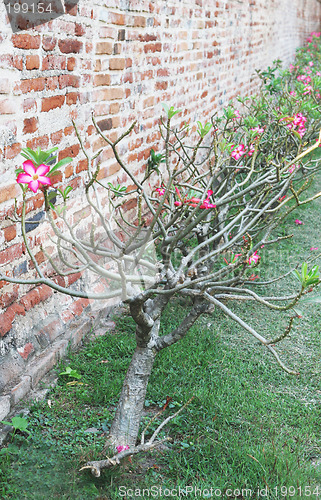 Image of Pink flowers