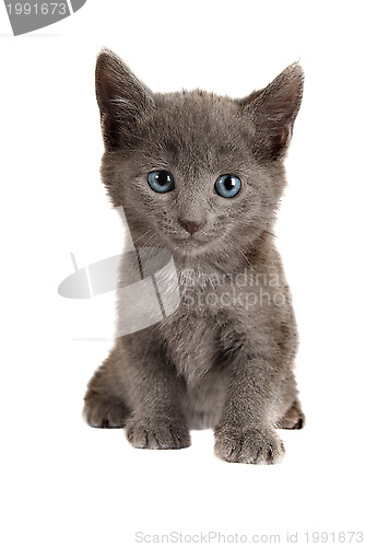 Image of Blue Eyed Grey Kitten on White