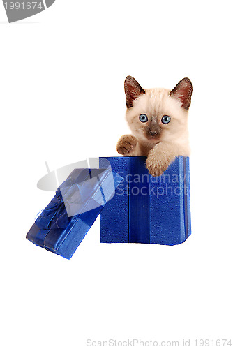 Image of Siamese kitten in a gift box