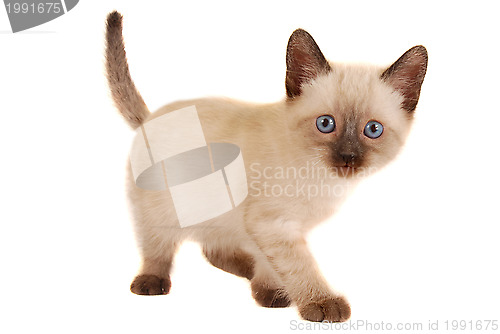 Image of Cute Siamese Kitten on White