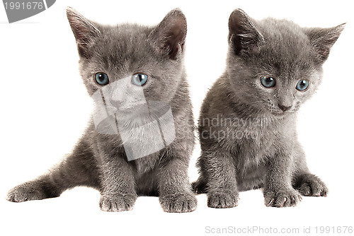 Image of Blue eyed grey kittens on white