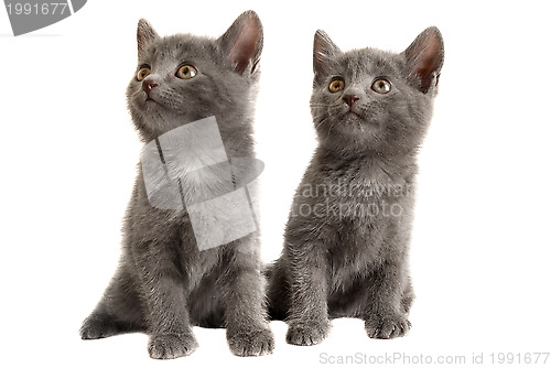 Image of Two Grey Kittens on White Background