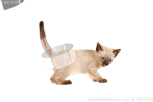 Image of Siamese Kitten With Tongue Out on White