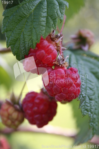 Image of Rasberry