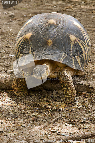 Image of turtle's earth in madagascar nosy be