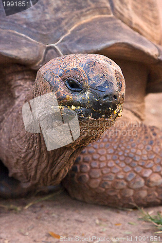 Image of turtle  in madagascar nosy be