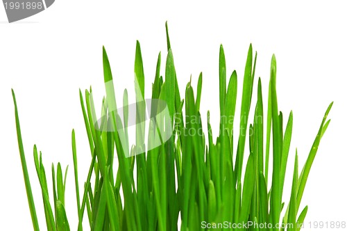 Image of Wheat grass