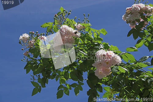 Image of roses