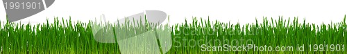 Image of Wheat grass