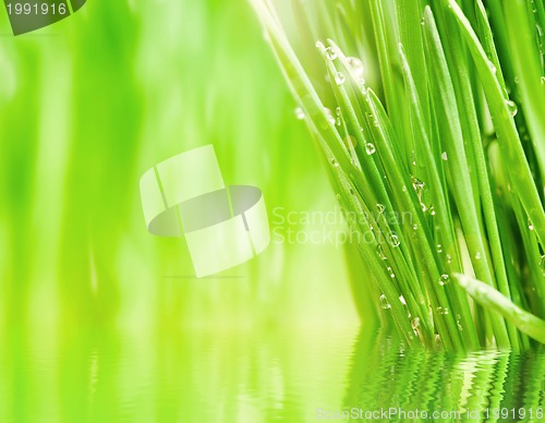 Image of Wheat grass