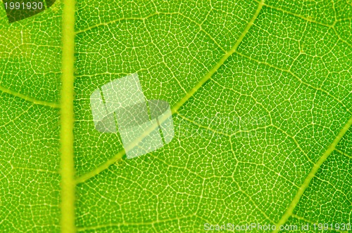 Image of Leaf background