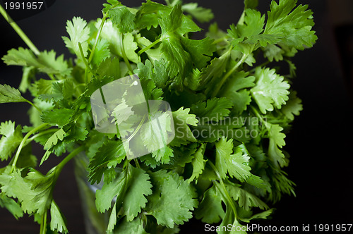 Image of Cilantro