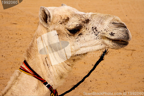 Image of white camel