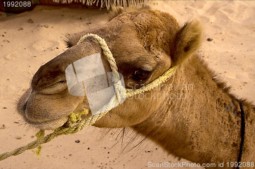 Image of douze,tunisia,camel 