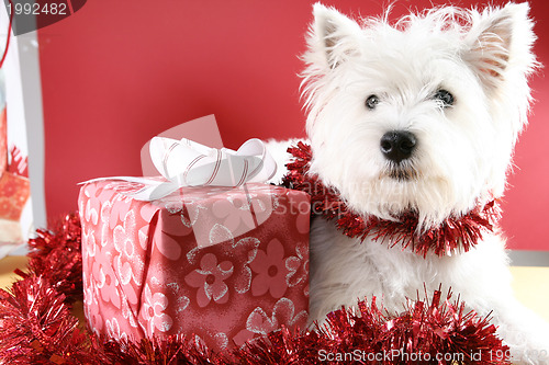 Image of White puppy