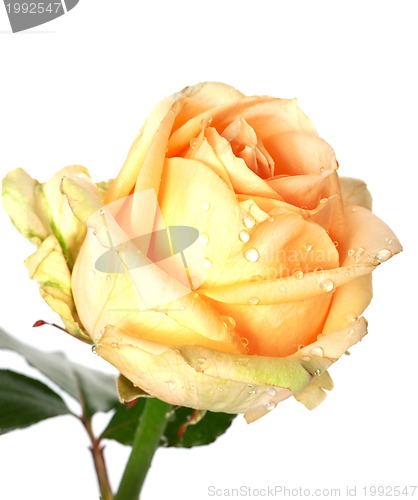 Image of Rose bud with water drops