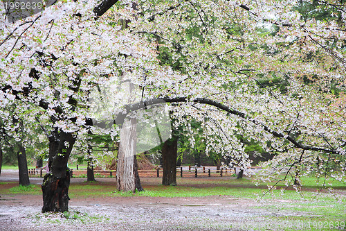 Image of Japan cherry blossom