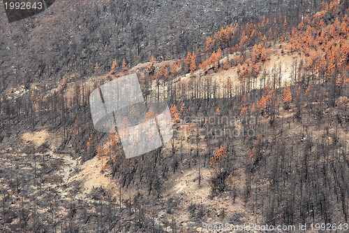 Image of Forest after fire