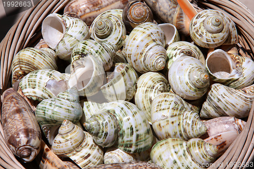 Image of Souvenir shells