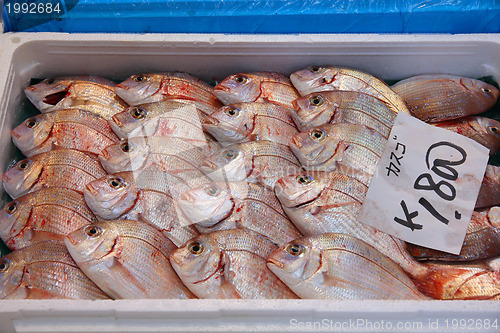 Image of Fish Market in Tokyo