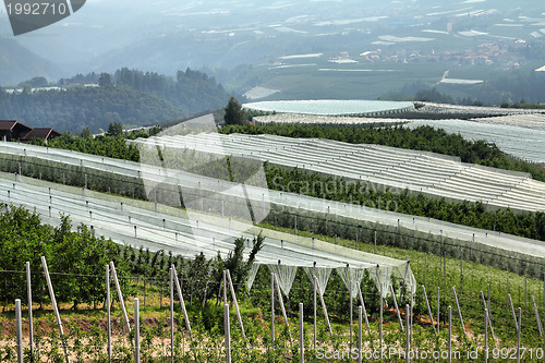 Image of Apple trees