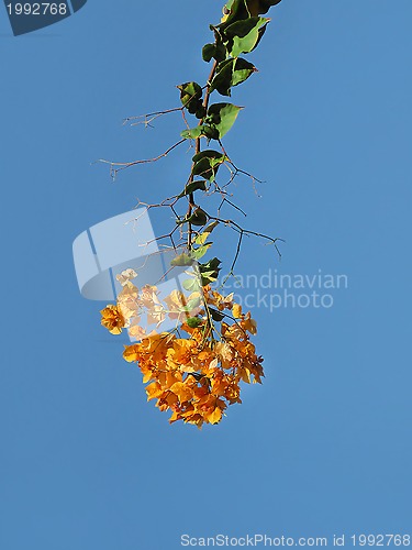 Image of Blooming bougainvillea against the blue sky