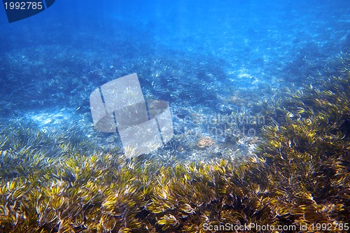 Image of Underwater garden