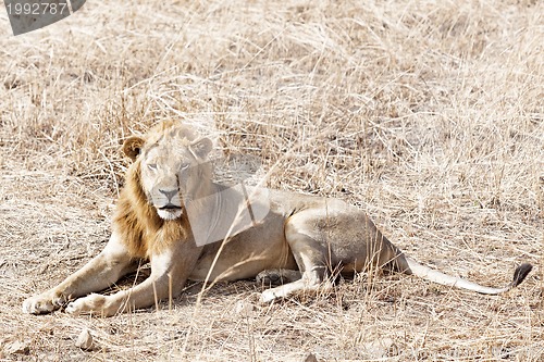 Image of Wild lion
