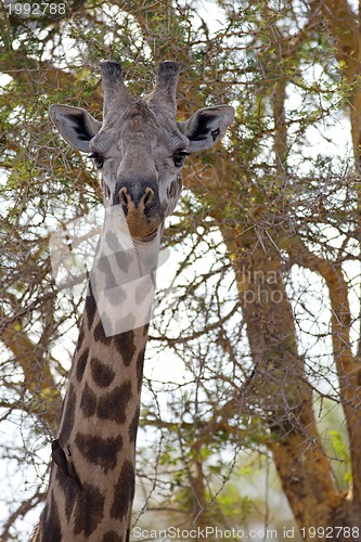 Image of Wild Giraffe