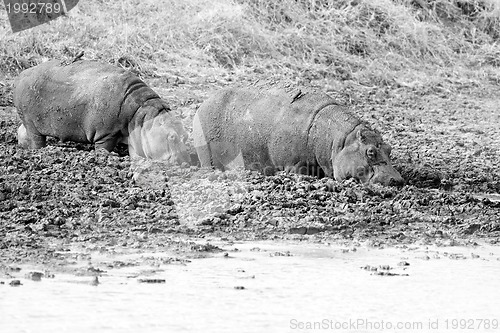 Image of Wild Hippopotamus